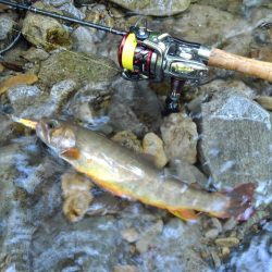 渓流ミノーイング ～長良川水系～